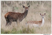 Fallow Deer 6